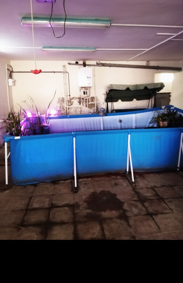 Я столкнулся с проблемой содержания японских карпов в зимнее время года в своём уличном пруду. Проблема не в том, что они перемёрзнут, а проблема в нехватке кислорода, так как автономную систему подачи кислорода я ещё не придумал. Как выйти из положения в моём случае,  сейчас вам опишу.