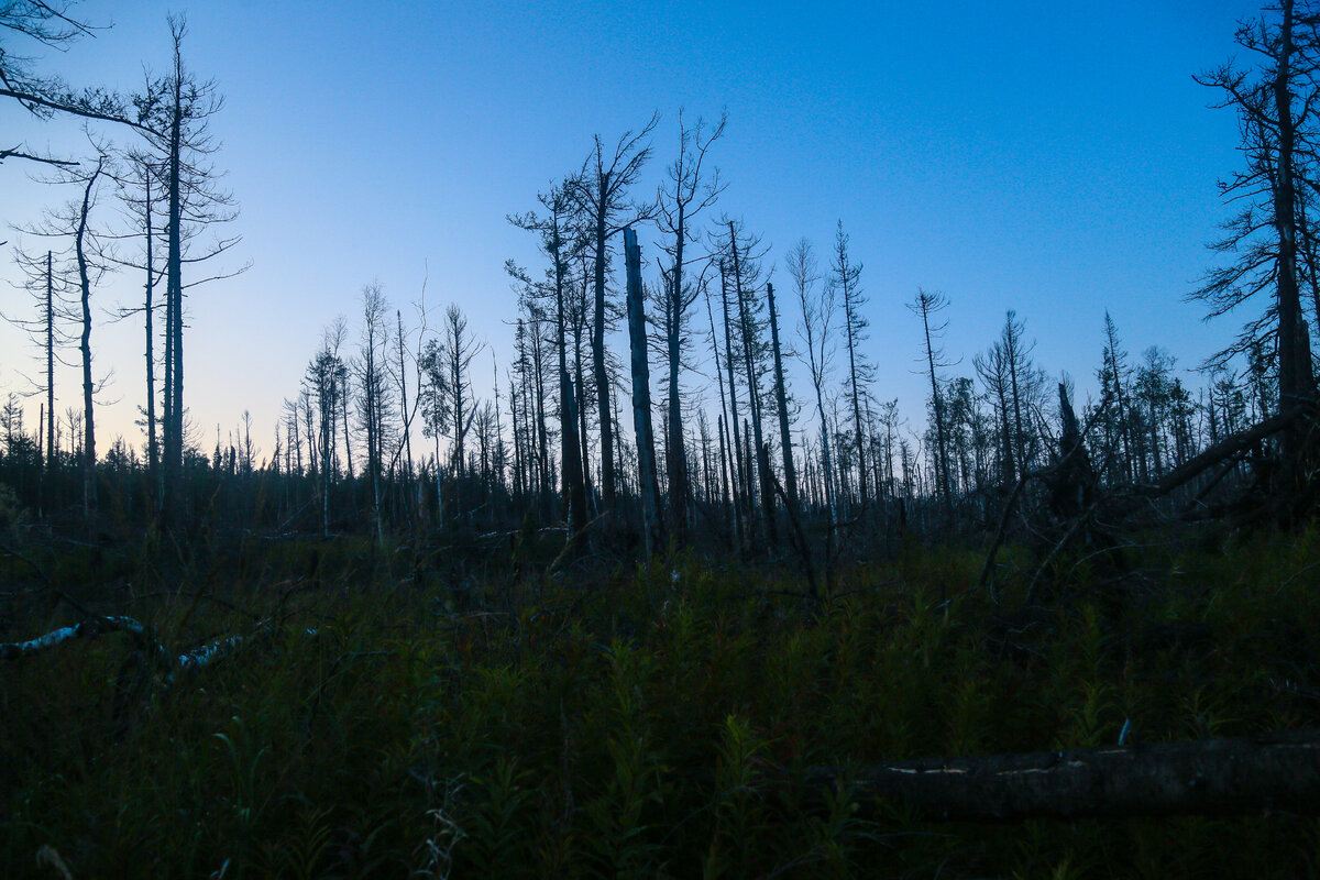 Романтичный (нет) лес