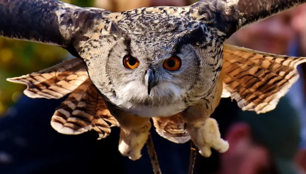 https://cdn.pixabay.com/photo/2017/10/30/22/50/owl-2903707_960_720.jpg