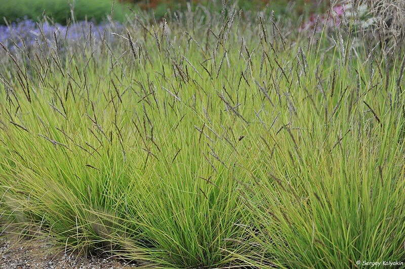 Сеслерия осенняя