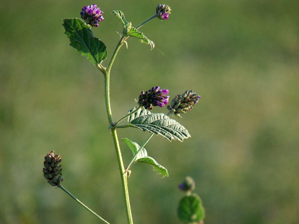 
Бакучи (psoralea corylifolia)