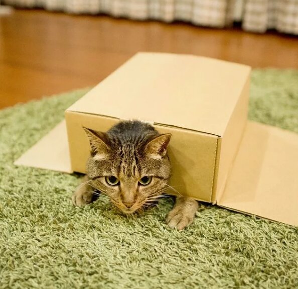 фото: Shutterstock