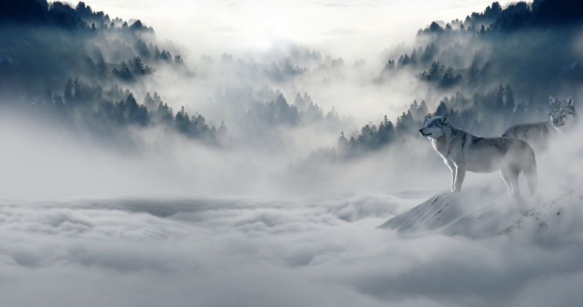 https://cdn.pixabay.com/photo/2016/04/20/19/47/wolf-1341881_1280.jpg