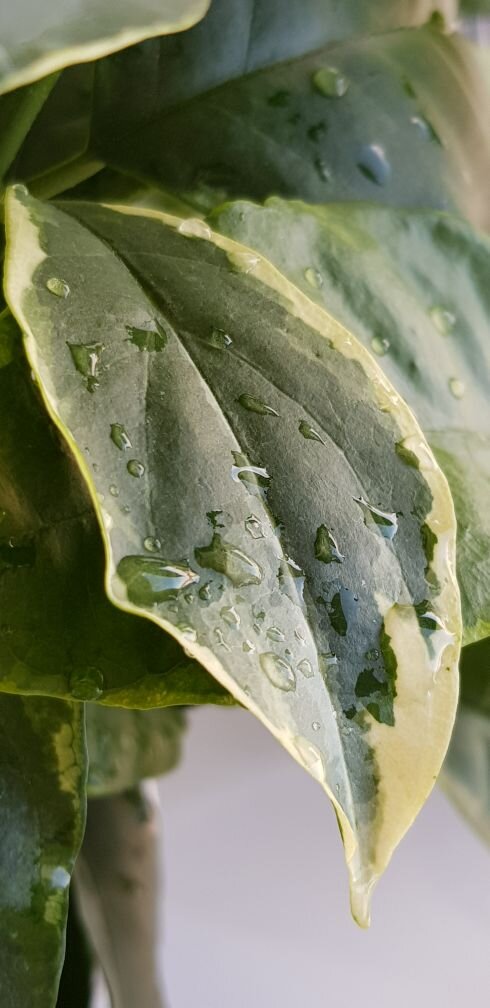 Личные фото