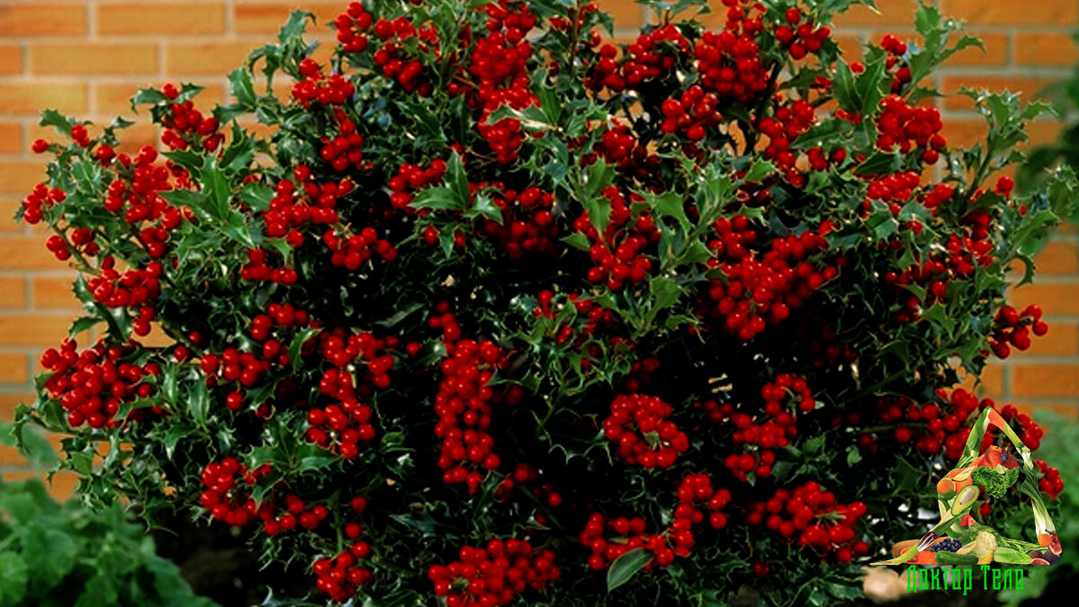 Ягоды годжи. Тибетский барбарис. Волчья ягода.