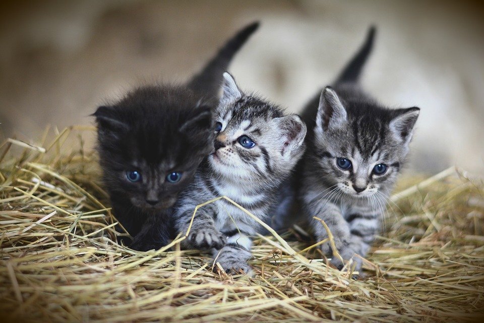 https://cdn.pixabay.com/photo/2018/07/13/10/20/cat-3535404_960_720.jpg