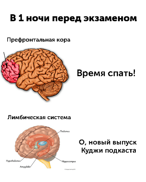 Сила воли огэ 13.3. Сила мозга. Сила воли в мозге. Часть мозга отвечающего за силу воли. Центр силы воли в мозгу.