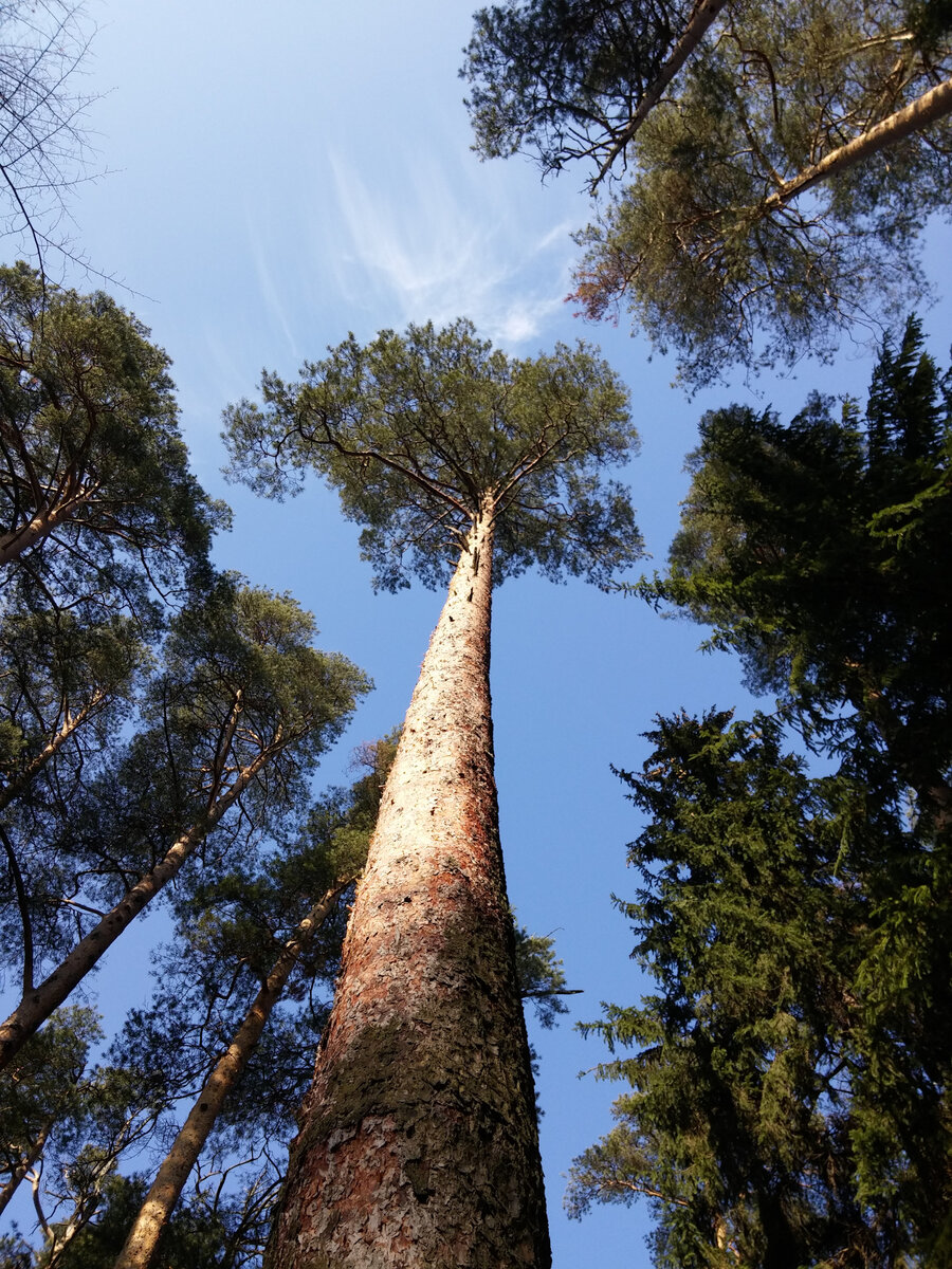 источник: яндекс/картинки