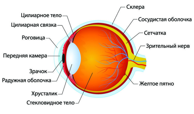 Строение глаза