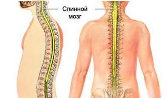 Спинной мозг нахотится в позвоночном канале