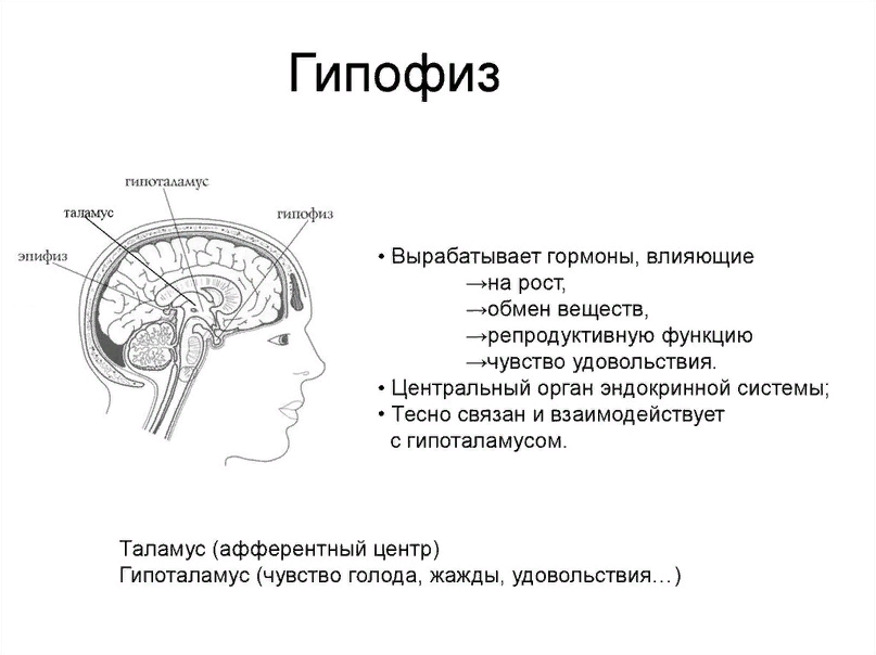 Функции эпифиза. Эпифиз строение и функции. Отделы головного мозга эпифиз. Эпифиз шишковидная железа функции. Эпифиз и гипоталамус.