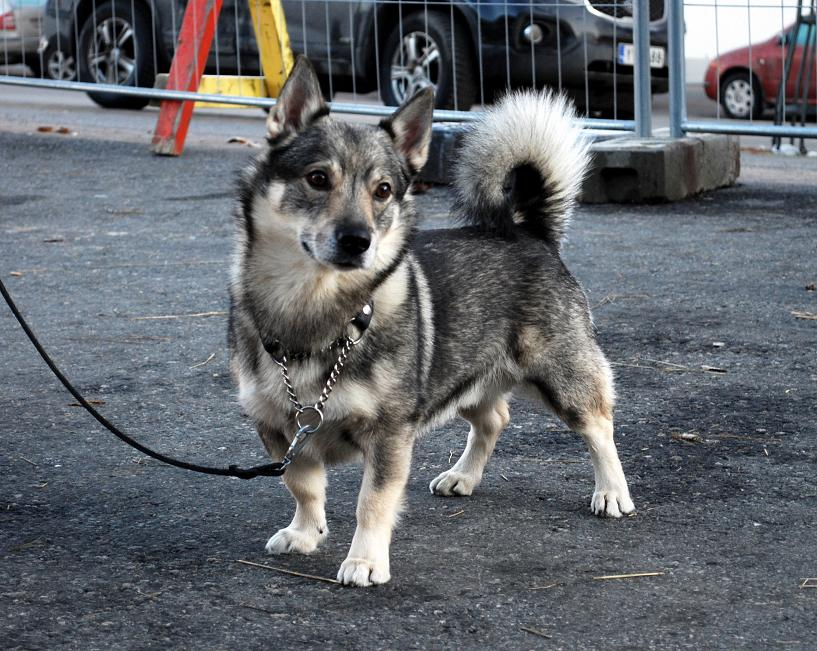 Лайка скрещенная. Шведский вальхунд метис. Метис корги и хаски. Swedish Vallhund шведский вальхунд. Корги хаски.