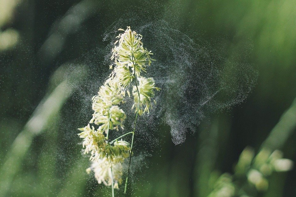 https://cdn.pixabay.com/photo/2015/03/26/10/56/plant-692141_960_720.jpg