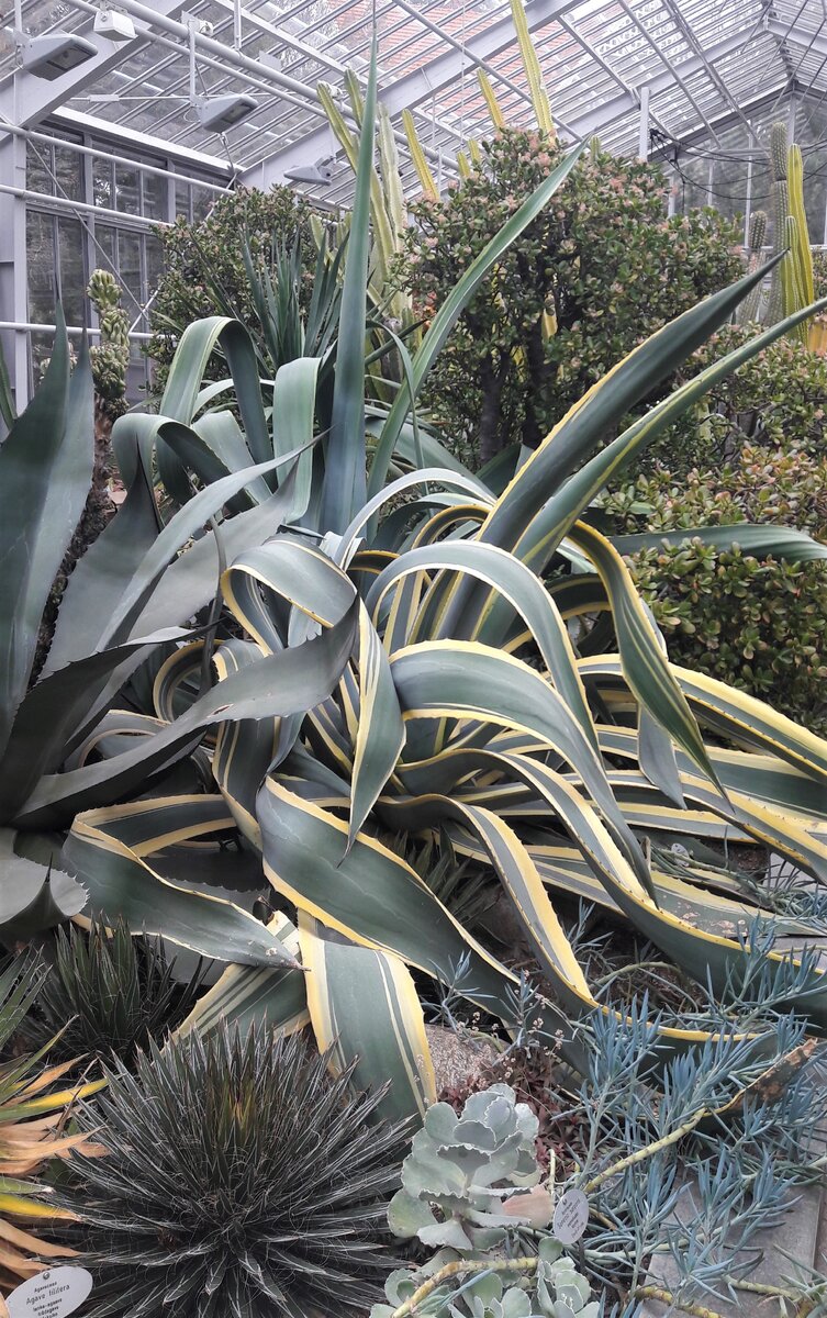 все фото мои, все из Helsinki Winter Garden