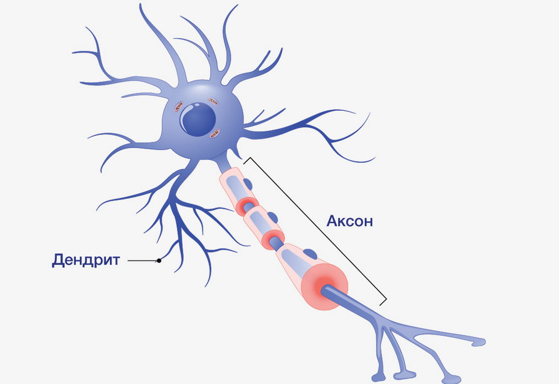 Нейрон водопроводная. Нейроны аксоны дендриты. Нейрон Аксон дендрит. Нервная клетка Аксон и дендрит. Нервная система дендриты Аксон.