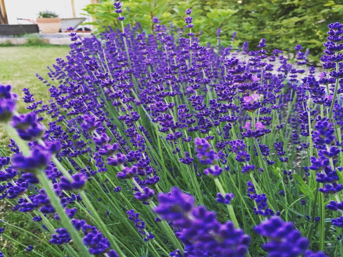Лаванда Hidcote Blue strain
