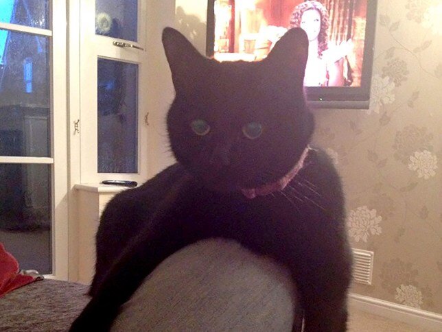 Познакомьтесь с Тилли, озорной рождественской кошечкой (фото: Caters News)