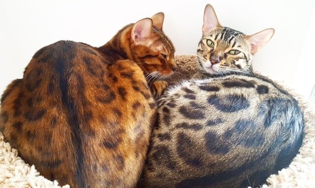 Симба и Нала