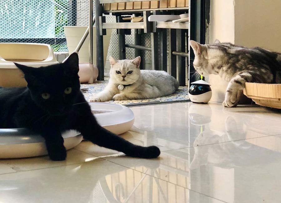 Разработчик Хонг Чжу предложил идею так называемого «лучшего друга кошки» - робота, который может кататься по дому, занимая вашего питомца, когда вас нет рядом.