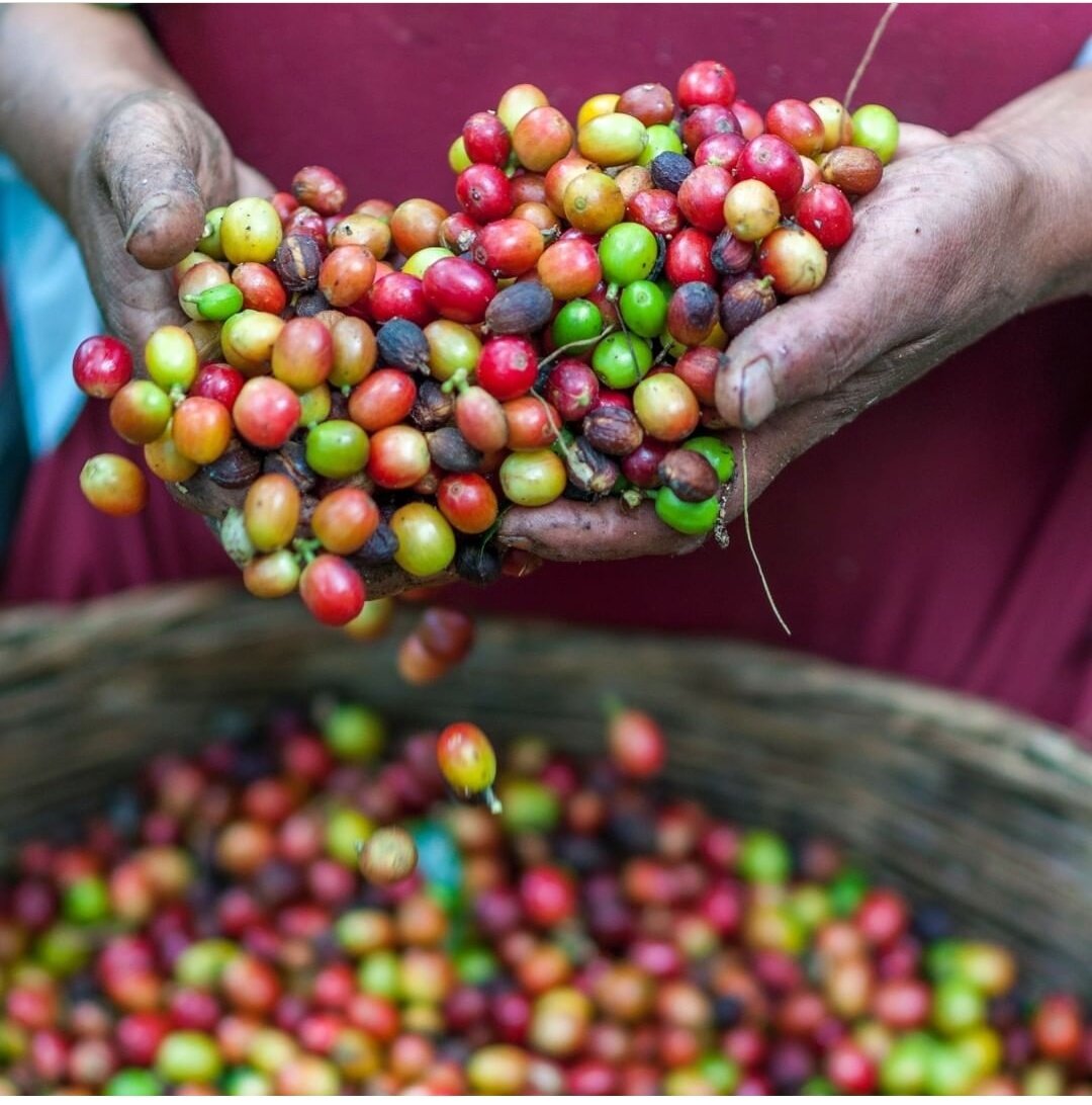 Так выглядит свежая кофейная ягода.