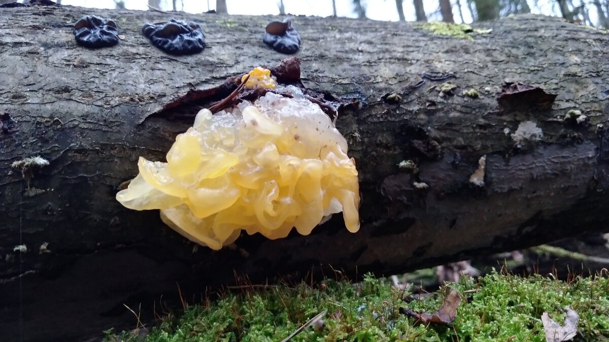 Эту прелесть еще и едят.