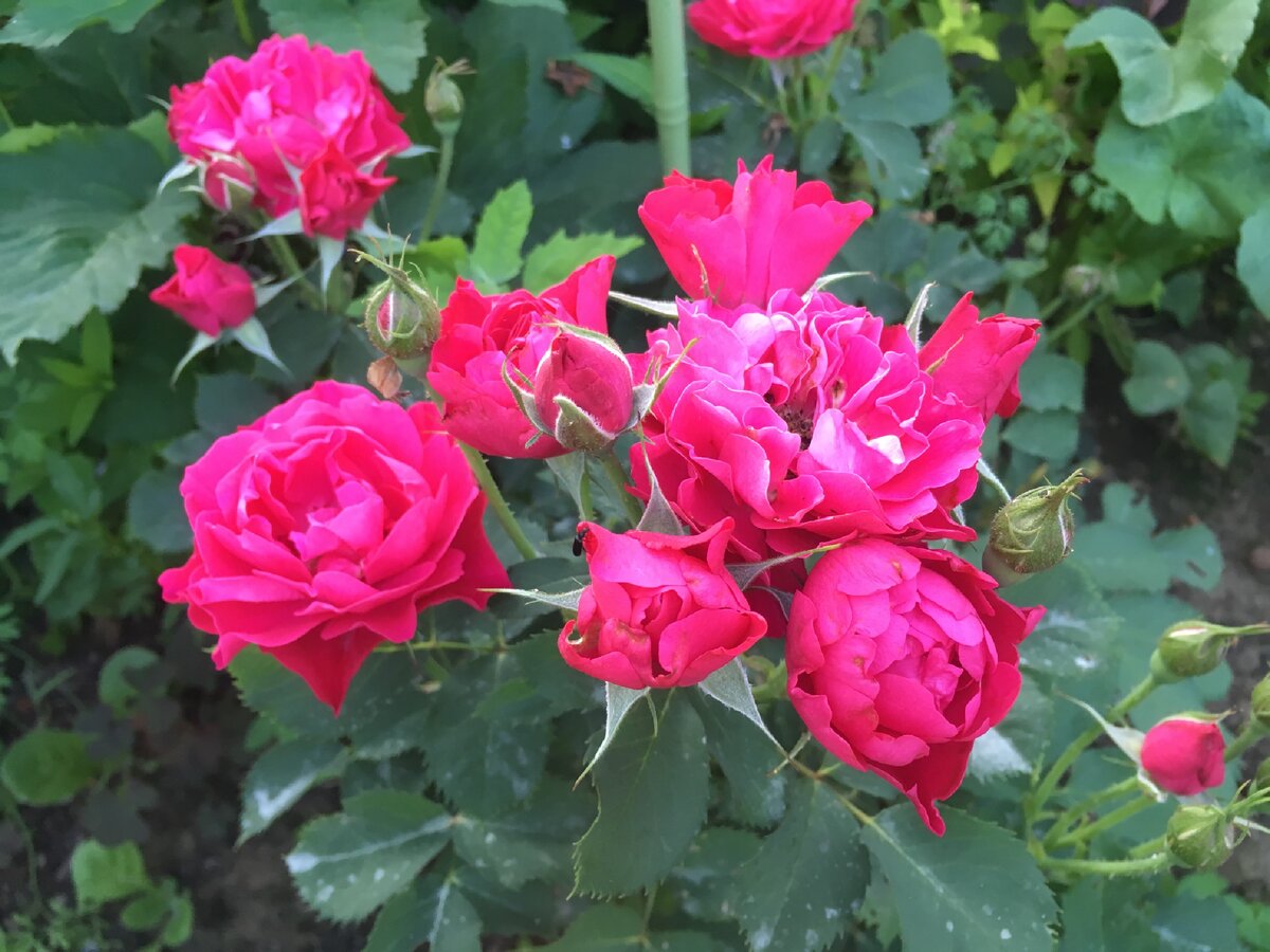 Роза канадская Парковая Модэн Аморетт