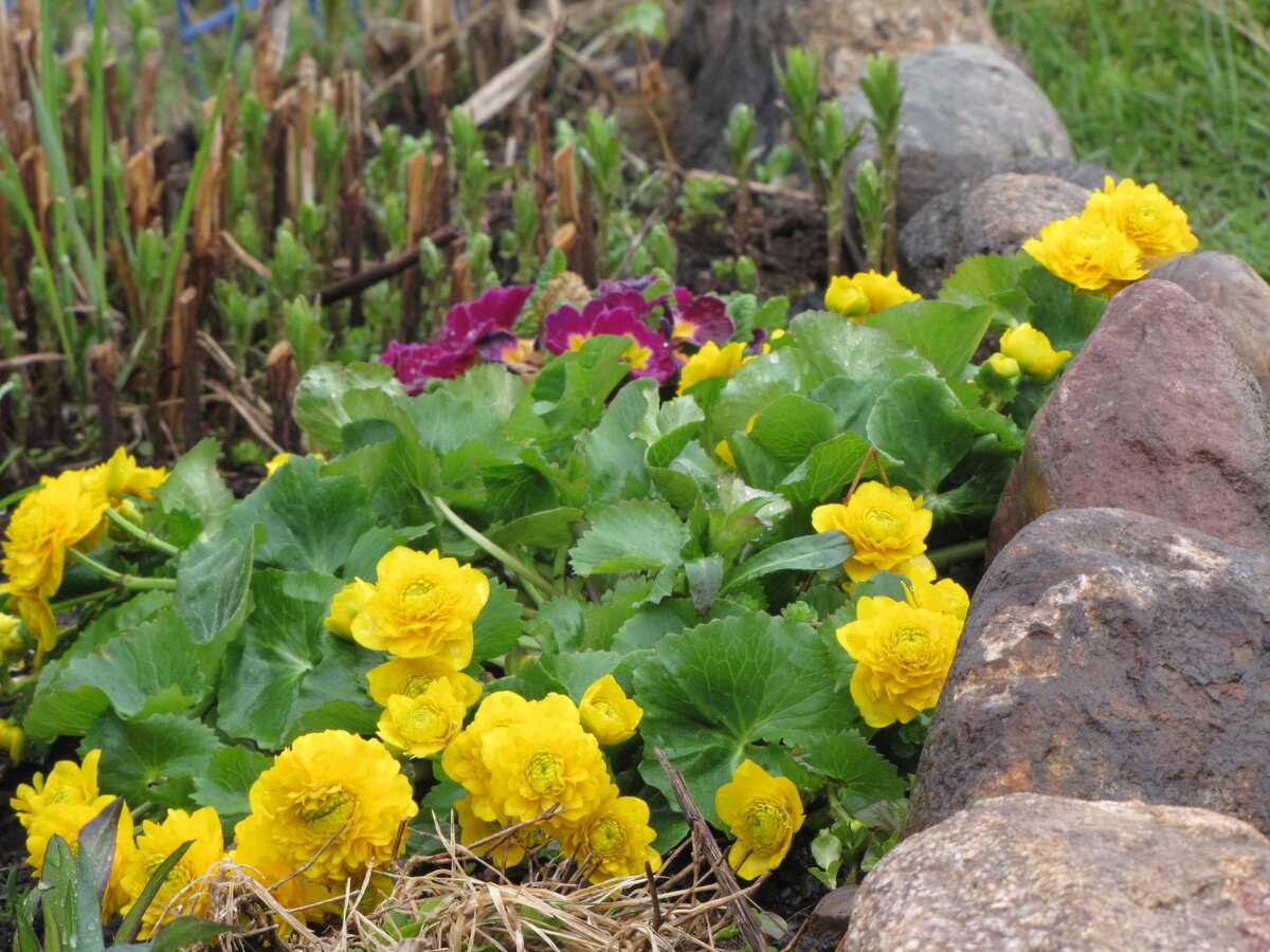 Когда в мае цветет махровая купальница время останавливается.