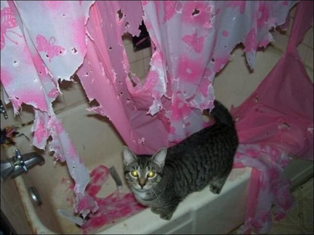Как отучить кота гадить где попало