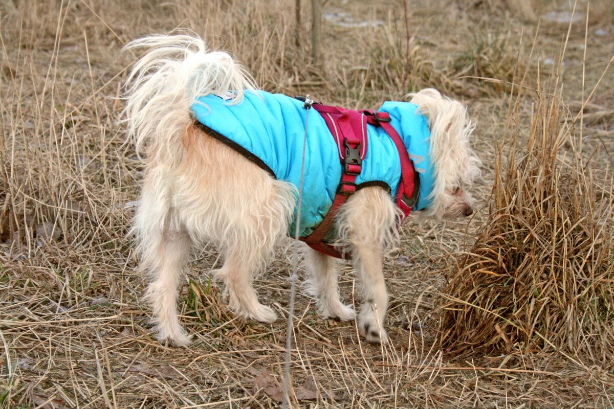 Жак анализирует метки на траве