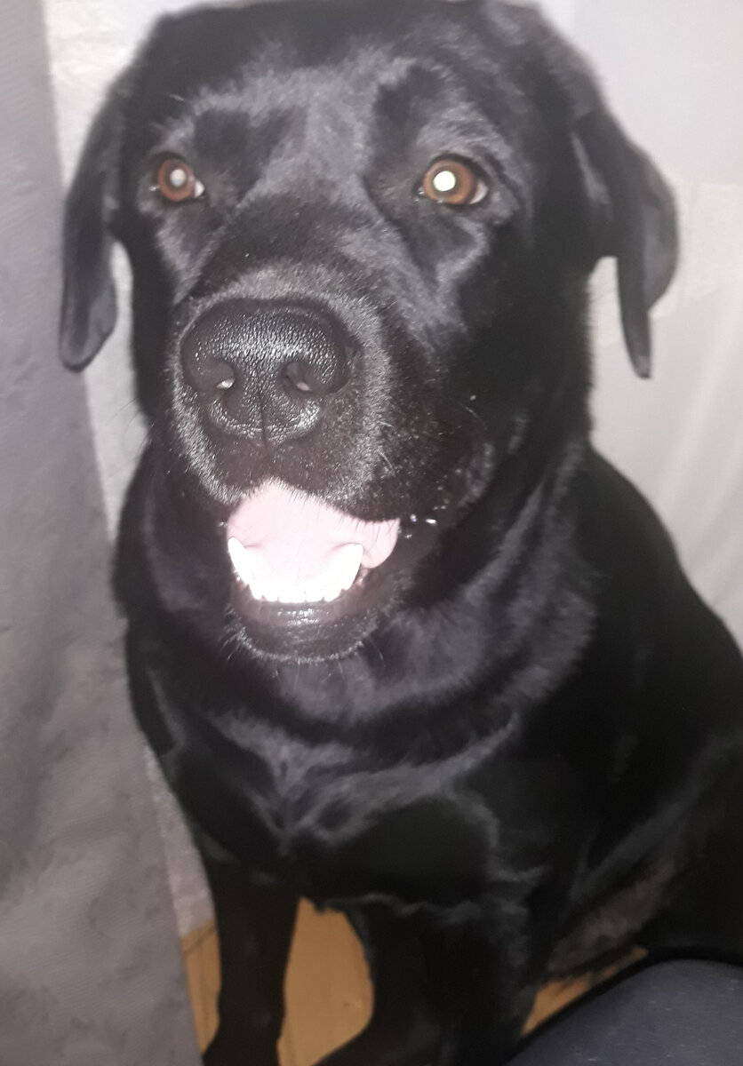 Морда-Панька