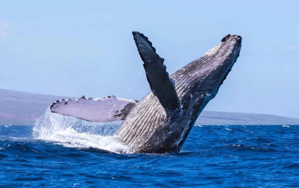 Фото https://yandex.ru/images/