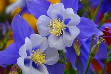 Как символ глубокой нежности и чистоты вот эти цветы