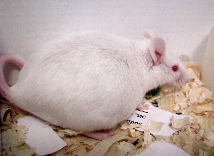 Как выглядит белая мышь Damaged sense of smell fixed in mice by squirting stem cells up nose New Scienti