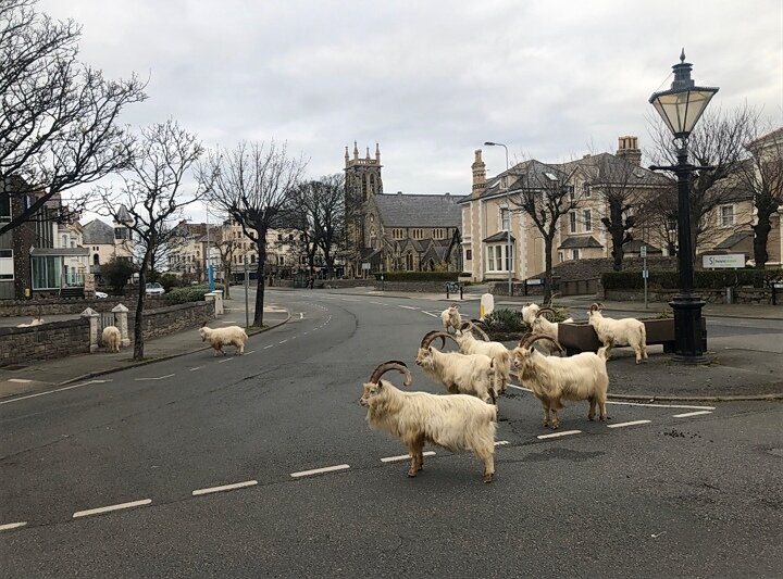 Лландидно, Великобритания 
Лландидно – город в Уэльсе, морской курорт и просто красивое местечко. В связи с распространением коронавируса власти города приняли решение ввести режим самоизоляции населения. Недавно в городе стали замечать горных козлов, которые бродят по улицам и наслаждаются тишиной.