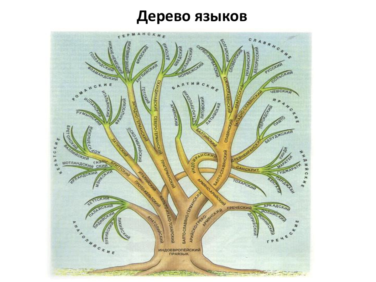 генеалогическая классификация индоевропейских языков. индоевропейские ветви. генеалогическо едрево индоевроропейской семьи. генеалогическая классификация индоевропейских языков дерево. индоевропейская языковая семья древо.