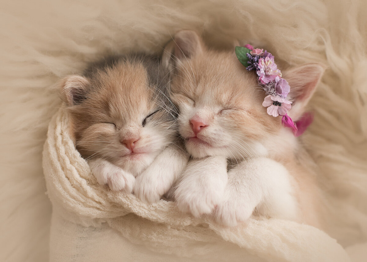 Котята такие милые, беззащитные клубочки шерсти. Их хочется погладить, поцеловать, но вы никогда не задумывались, что означает сон, в котором снятся котята, это к беде или к добру?