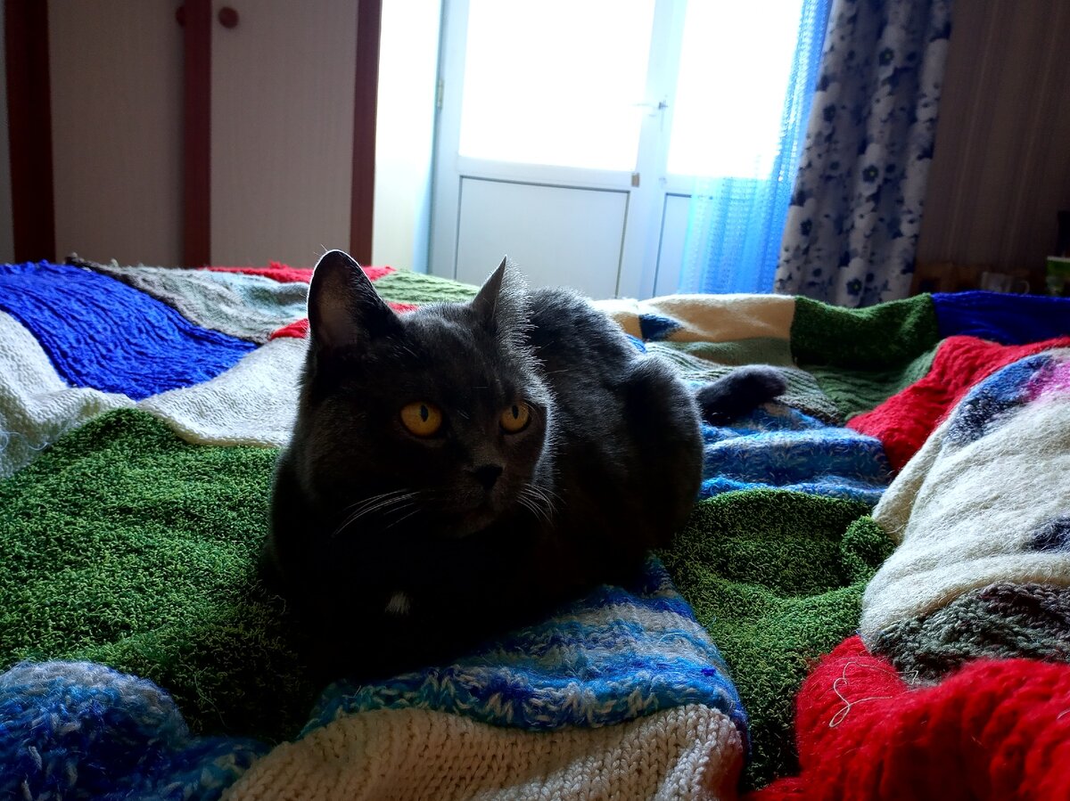 Кошка на пледе