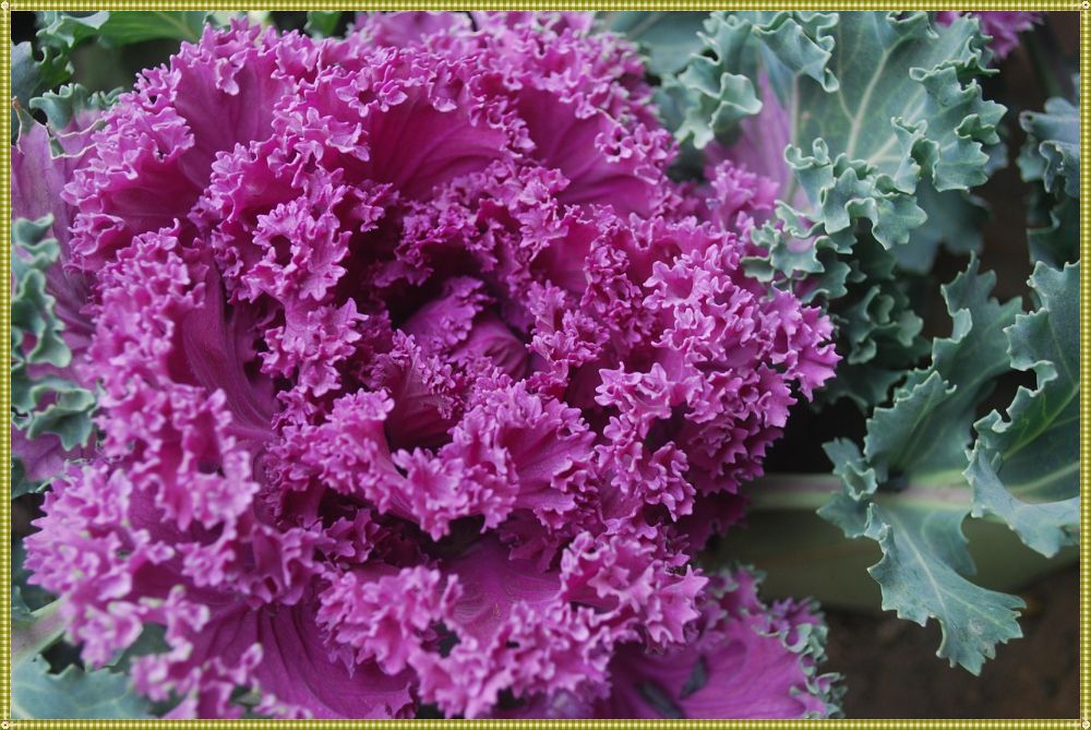 Разноцветные листья капусты кале