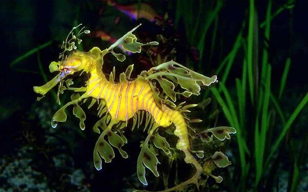 Лиственный морской дракон. 