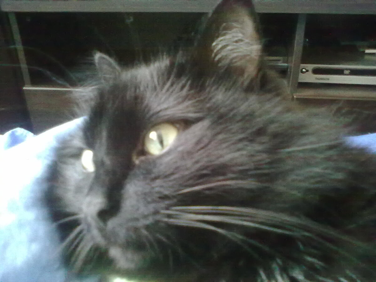 Правдивая история моей жизни