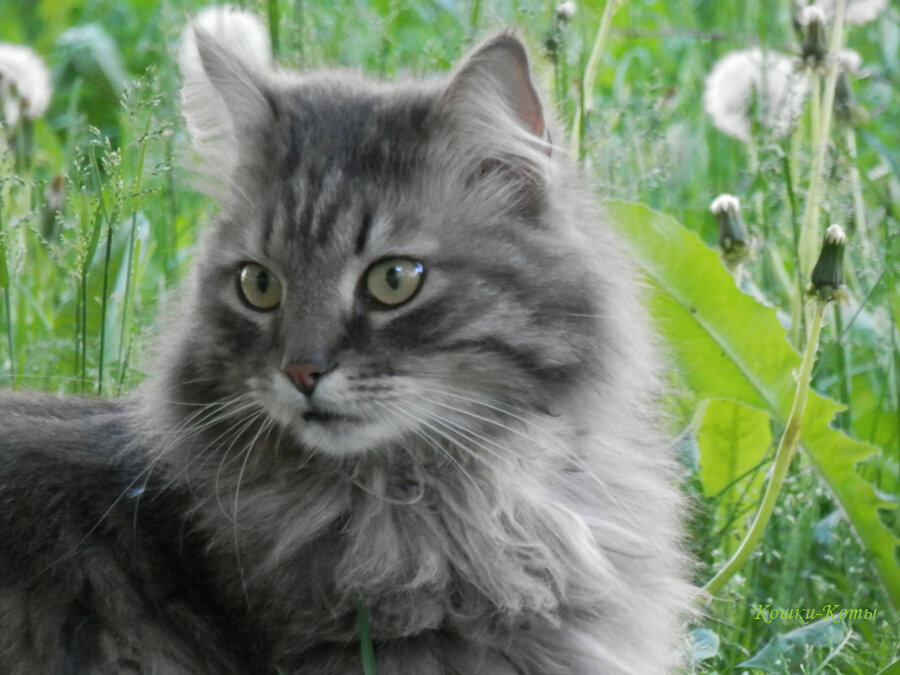 Вот весна настала. 