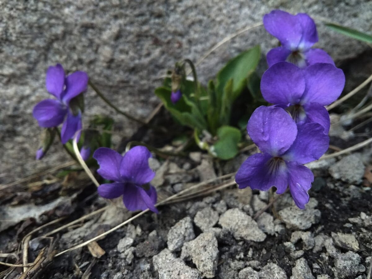 Цветок в любом месте останется цветком и будет радовать своей красотой!