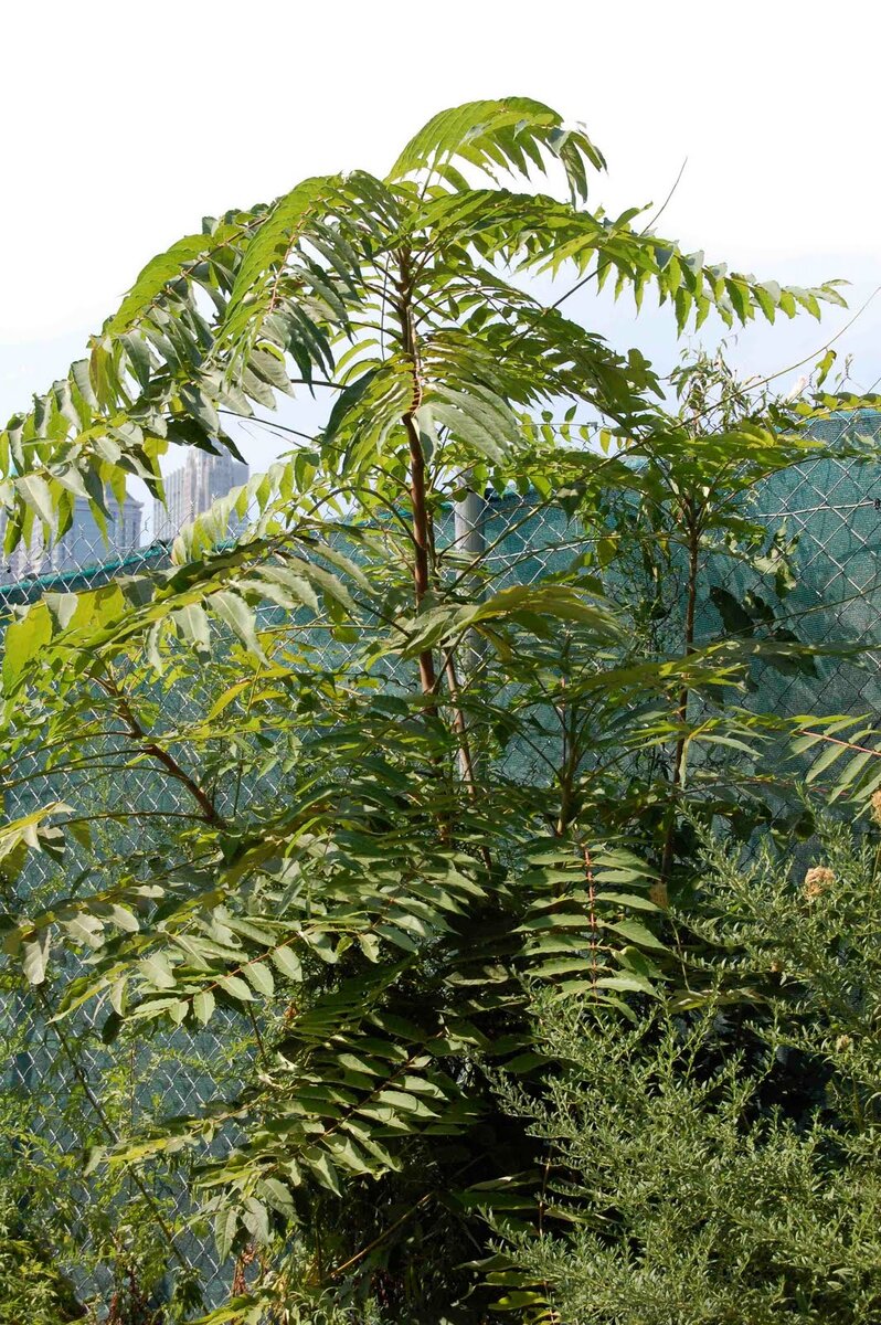 Фото из интернета