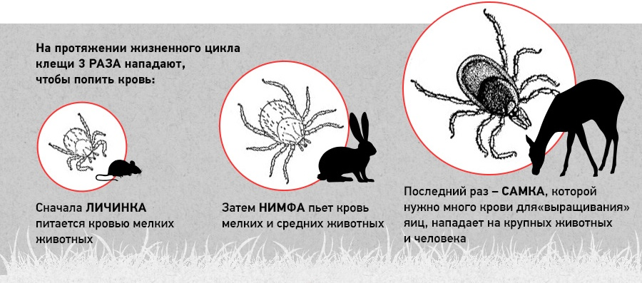 Как размножаются клещи фото Клещи: Чума во время чумы. Памятка по защите в разгар сезона паразитов Книга жив