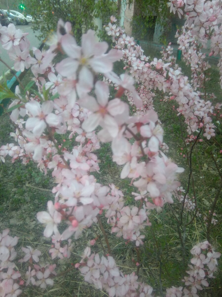 По пути в  магазин, вот такую красоту увидела