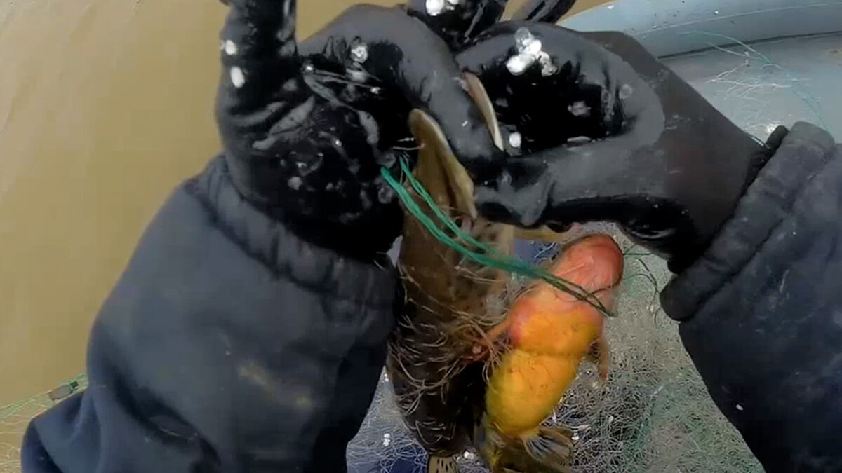 Рыбалка сетями, рыбалка,рыбалка с fishermandv27rus,