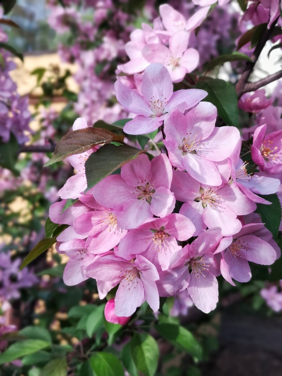 Майские цветения. 