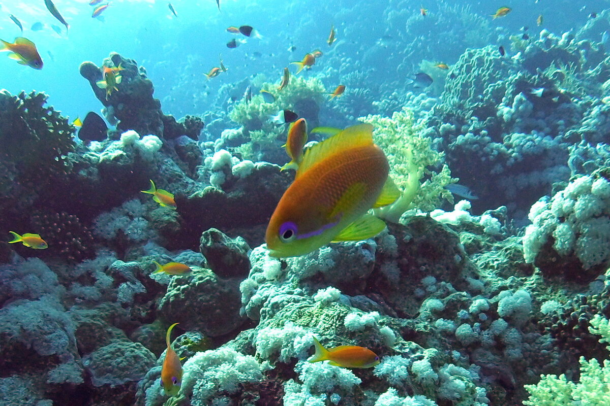 Дайвинг в Красном море