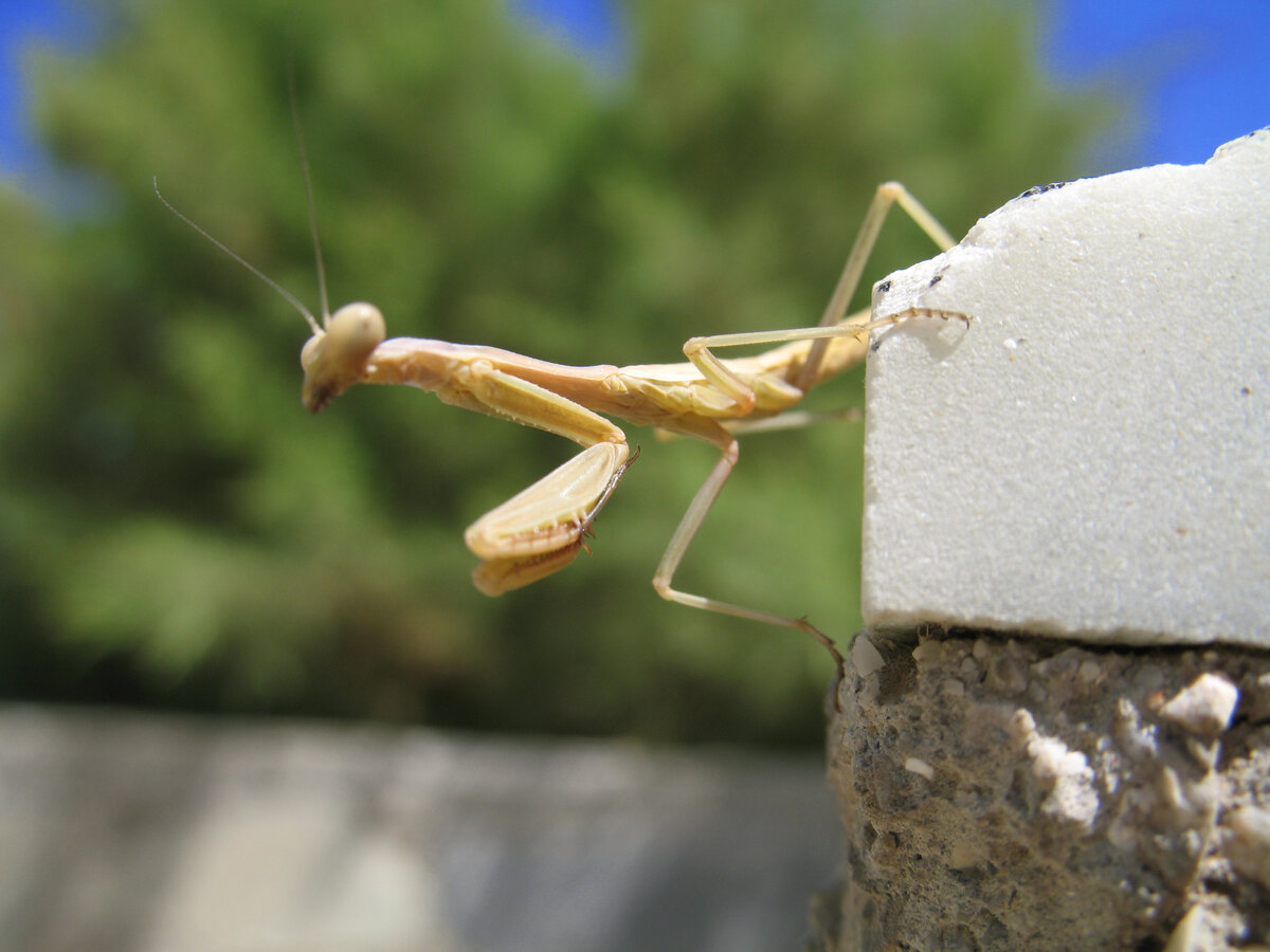 Женщины! Не уподобляйтесь богомолу: кушайте пищу - а не мужчин! 