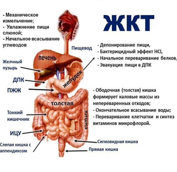 Пищеварительная система